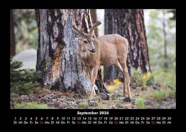 Produktbild: Waldbewohner 2026 Fotokalender DIN A3