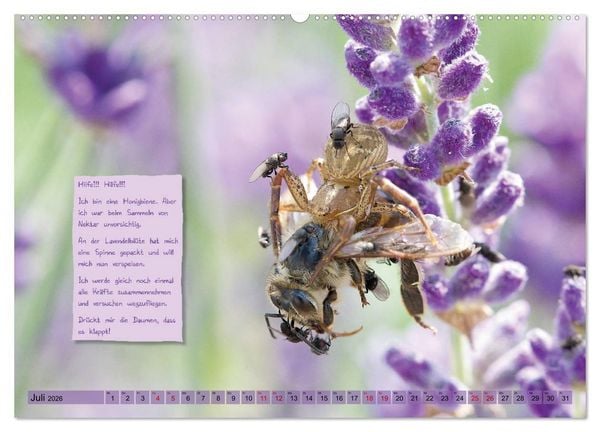 Produktbild: GEOclick Lernkalender: Insekten (Wandkalender 2026 DIN A2 quer), CALVENDO Monatskalender