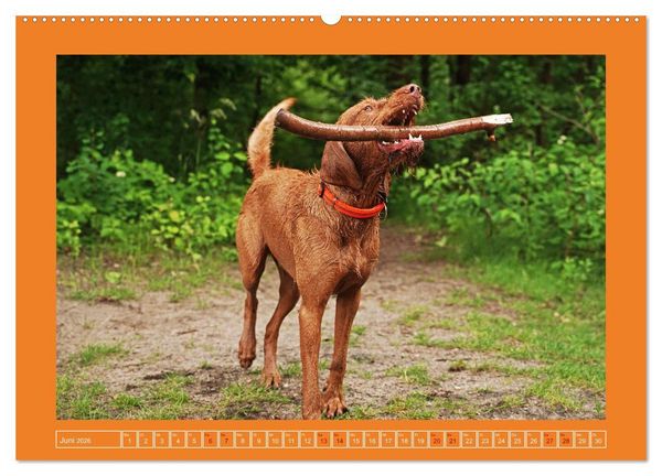 Produktbild: Faszination Magyar Vizsla (Wandkalender 2026 DIN A2 quer), CALVENDO Monatskalender