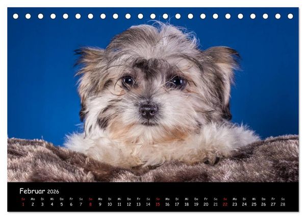 Produktbild: Bolonka Welpenstube (Tischkalender 2026 DIN A5 quer), CALVENDO Monatskalender