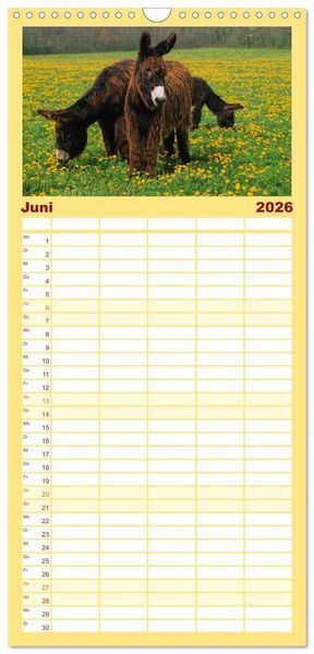 Produktbild: Familienplaner 2026 - Esel - h&uuml;bsch, klug und flei&szlig;ig mit 5 Spalten (Wandkalender, 21 x 45 cm) CALVENDO