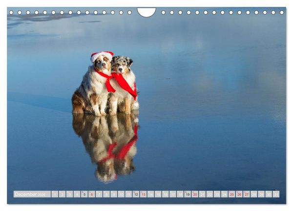 Produktbild: Australian Shepherd 2026 (Wandkalender 2026 DIN A4 quer), CALVENDO Monatskalender