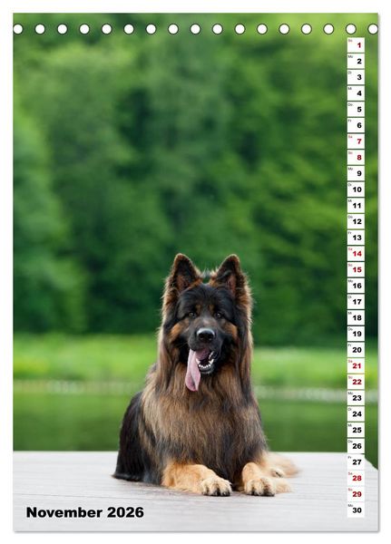 Produktbild: Sch&auml;ferhunde Langstockhaar zum verlieben (Tischkalender 2026 DIN A5 hoch), CALVENDO Monatskalender
