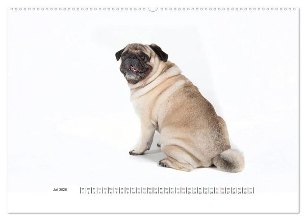 Produktbild: Mops - unwiderstehlich und charmant (hochwertiger Premium Wandkalender 2026 DIN A2 quer), Kunstdruck in Hochglanz