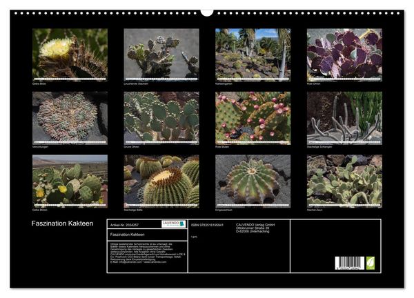 Produktbild: Faszination Kakteen (Wandkalender 2026 DIN A2 quer), CALVENDO Monatskalender