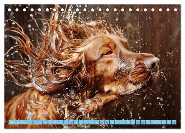 Produktbild: Hunde und Wasser (Tischkalender 2026 DIN A5 quer), CALVENDO Monatskalender