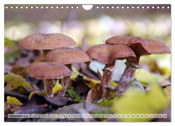 Produktbild: Waldpilz-Impressionen (Wandkalender 2026 DIN A4 quer), CALVENDO Monatskalender