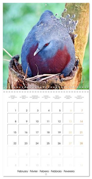 Produktbild: Doves: Gentle Beauty (Wall Calendar 2027 12 &times; 12 Inch) CALVENDO 12 Month Wall Calendar