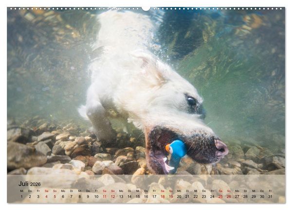 Produktbild: Retriever - Mit DIR hol ich die Sterne vom Himmel (hochwertiger Premium Wandkalender 2026 DIN A2 quer), Kunstdruck in Hochglanz