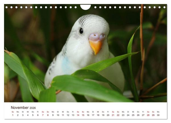 Produktbild: Wellensittiche - der NEUE Kalender (Wandkalender 2026 DIN A4 quer), CALVENDO Monatskalender