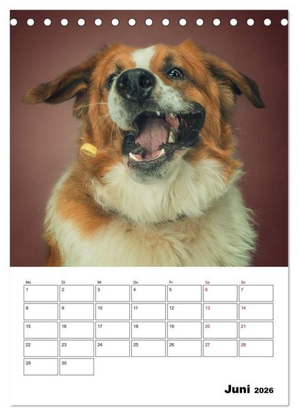 Produktbild: Fang das Leckerli (Tischkalender 2026 DIN A5 hoch), CALVENDO Monatskalender