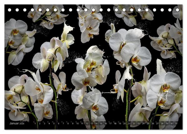Produktbild: Orchidea (Tischkalender 2026 DIN A5 quer), CALVENDO Monatskalender