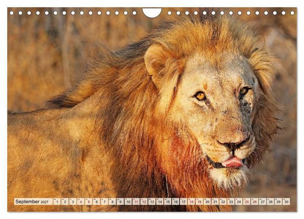 Produktbild: Afrikas L&ouml;wen 2027 (Wandkalender 2027 DIN A4 quer), CALVENDO Monatskalender