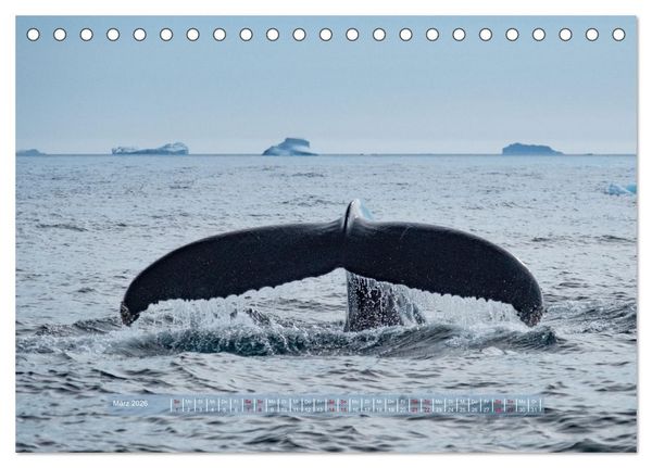 Produktbild: Tasiilaq - Ein kurzer Sommer in Ostgr&ouml;nland (Tischkalender 2026 DIN A5 quer), CALVENDO Monatskalender