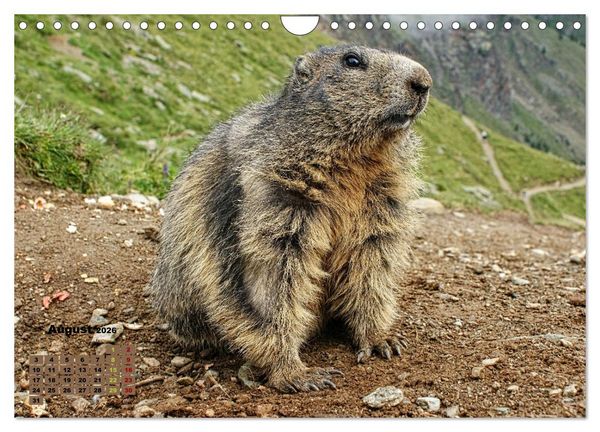 Produktbild: Big Five der Alpen G&auml;mse, Steinbock, Murmeltier, Steinadler, Bartgeier (Wandkalender 2026 DIN A4 quer), CALVENDO Monatskalender