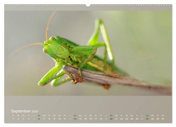 Produktbild: Falter, K&auml;fer und Co.faszinierend, doch extrem gef&auml;hrdet (Wandkalender 2026 DIN A2 quer), CALVENDO Monatskalender