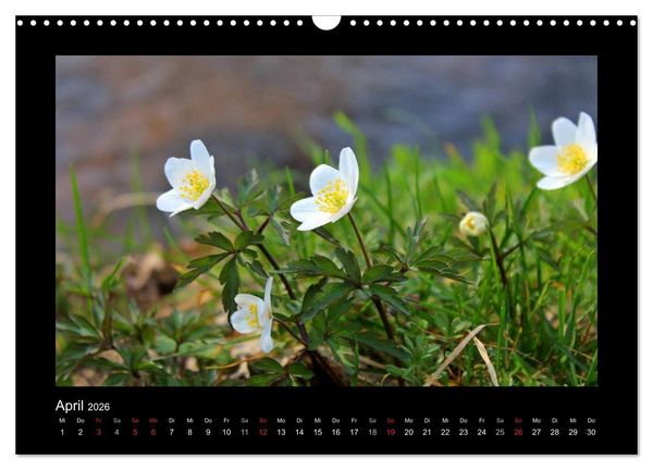 Produktbild: Landschaft Teufelsmoor / 2026 (Wandkalender 2026 DIN A3 quer), CALVENDO Monatskalender
