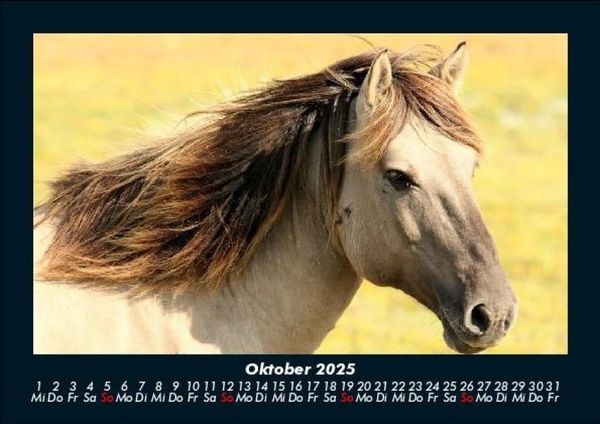 Produktbild: Pferdetraum 2025 Fotokalender DIN A5