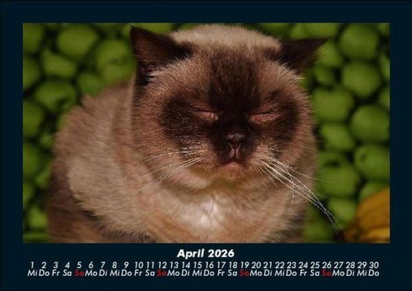 Produktbild: F&uuml;r Katzenfreunde 2026 Fotokalender DIN A5