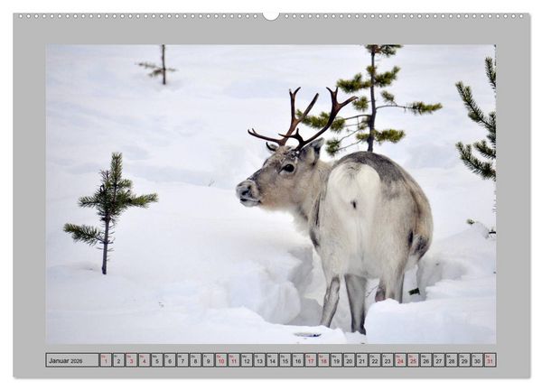 Produktbild: Rentiere im Hohen Norden (hochwertiger Premium Wandkalender 2026 DIN A2 quer), Kunstdruck in Hochglanz