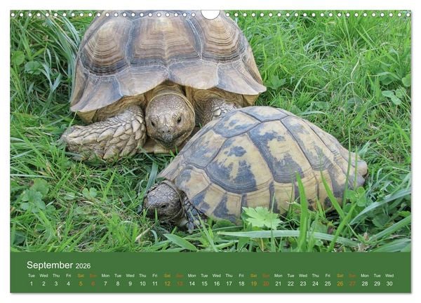 Produktbild: African spurred tortoises (Wall Calendar 2026 DIN A3 landscape), CALVENDO 12 Month Wall Calendar