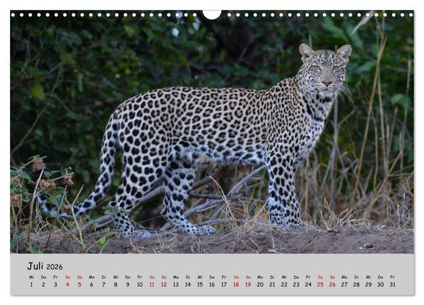 Produktbild: Leoparden - gro&szlig; und klein (Wandkalender 2026 DIN A3 quer), CALVENDO Monatskalender