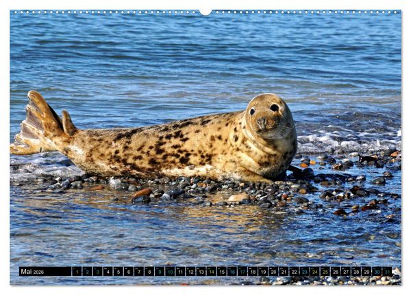 Produktbild: Big Five aus dem Ozean Hai, Delphin, Wal, Robbe, Pinguin (Wandkalender 2026 DIN A2 quer), CALVENDO Monatskalender