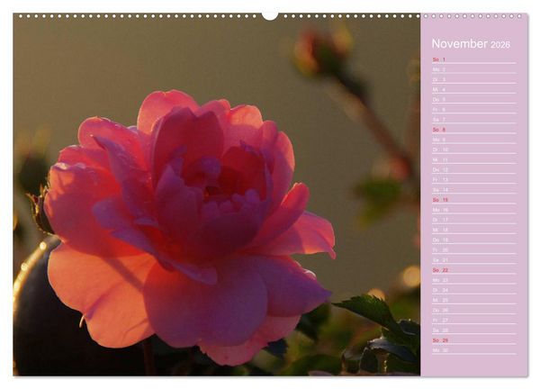 Produktbild: Blumenfreude (hochwertiger Premium Wandkalender 2026 DIN A2 quer), Kunstdruck in Hochglanz