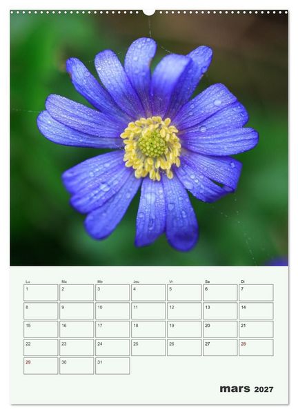 Produktbild: Les fleurs, &eacute;ternelles &eacute;phem&egrave;res (Calendrier mural haut de gamme 2027 DIN A2 horizontal), CALVENDO calendrier mensuel