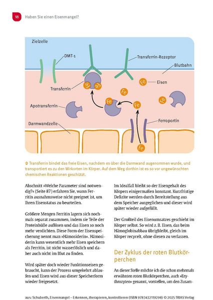 Produktbild: Eisenmangel - Erkennen, therapieren, kontrollieren