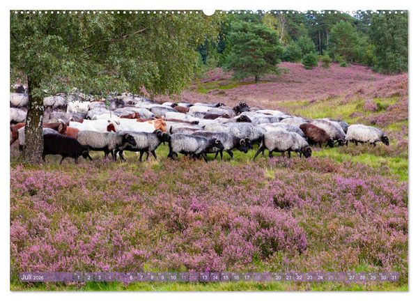 Produktbild: Im Bl&uuml;tenrausch der L&uuml;neburger Heide (Wandkalender 2026 DIN A2 quer), CALVENDO Monatskalender
