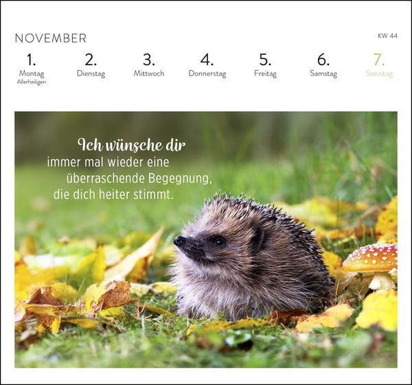 Produktbild: Postkartenkalender 2027: Was ich dir w&uuml;nsche f&uuml;r jeden Tag