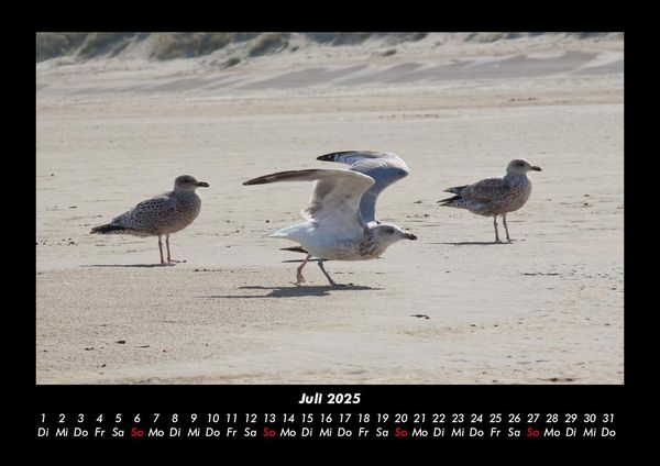 Produktbild: M&ouml;wen 2025 Fotokalender DIN A3