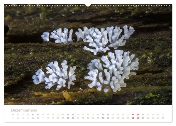 Produktbild: FASZINATION PILZE 2026 (Wandkalender 2026 DIN A2 quer), CALVENDO Monatskalender