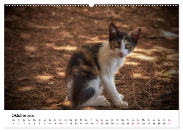 Produktbild: Katzenjahr 2026 (hochwertiger Premium Wandkalender 2026 DIN A2 quer), Kunstdruck in Hochglanz