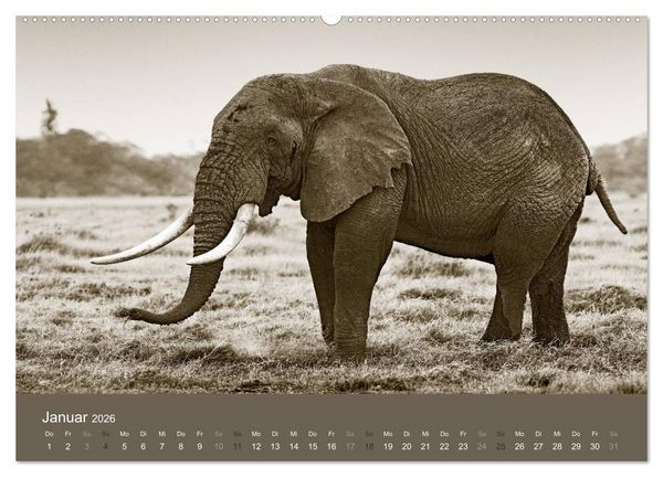 Produktbild: Wildes Afrika (hochwertiger Premium Wandkalender 2026 DIN A2 quer), Kunstdruck in Hochglanz