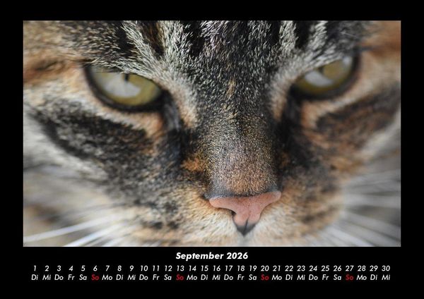 Produktbild: F&uuml;r Katzenfreunde 2026 Fotokalender DIN A3
