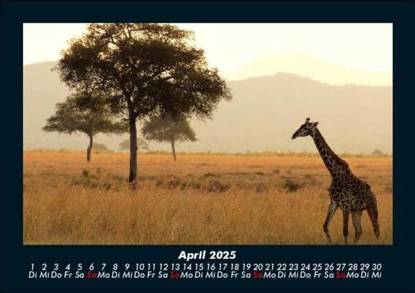 Produktbild: Giraffen 2025 Fotokalender DIN A5