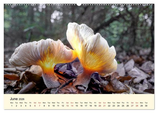 Produktbild: Whispers Beneath the Forest's Moss Mushrooms (Wall Calendar 2026 DIN A2 landscape), CALVENDO 12 Month Wall Calendar