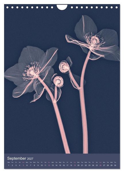 Produktbild: Blossoms between light and colour (Wall Calendar 2027 DIN A4 portrait), CALVENDO 12 Month Wall Calendar