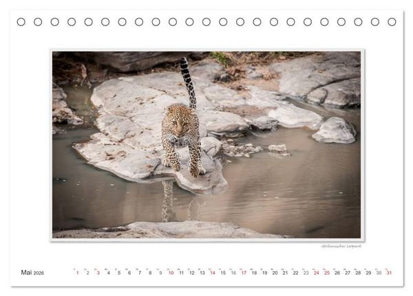 Produktbild: Emotionale Momente: Gro&szlig;e Raubkatzen der Welt. (Tischkalender 2026 DIN A5 quer), CALVENDO Monatskalender