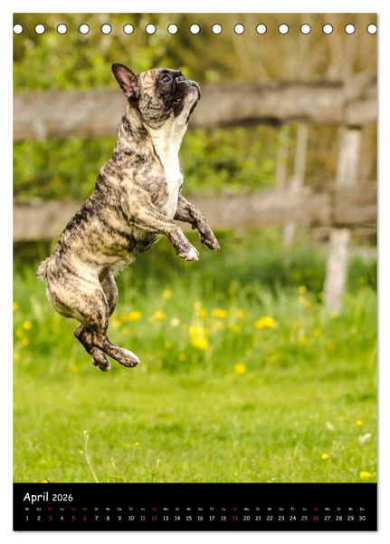 Produktbild: Franz&ouml;sische Bulldoggen - Eine Bully Liebeserk&auml;rung (Tischkalender 2026 DIN A5 hoch), CALVENDO Monatskalender