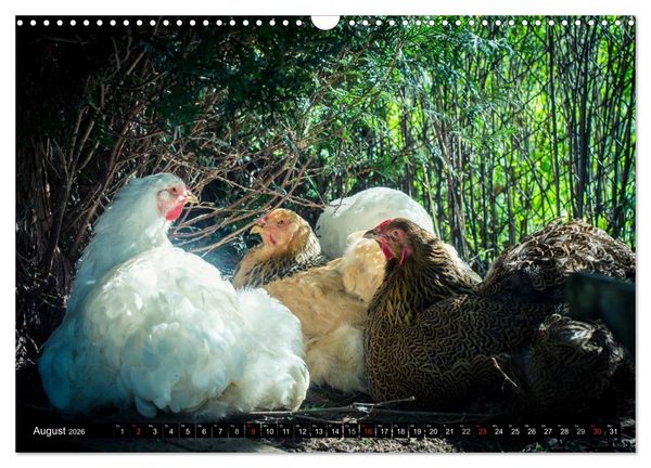 Produktbild: H&uuml;hner in meinem Garten (Wandkalender 2026 DIN A3 quer), CALVENDO Monatskalender
