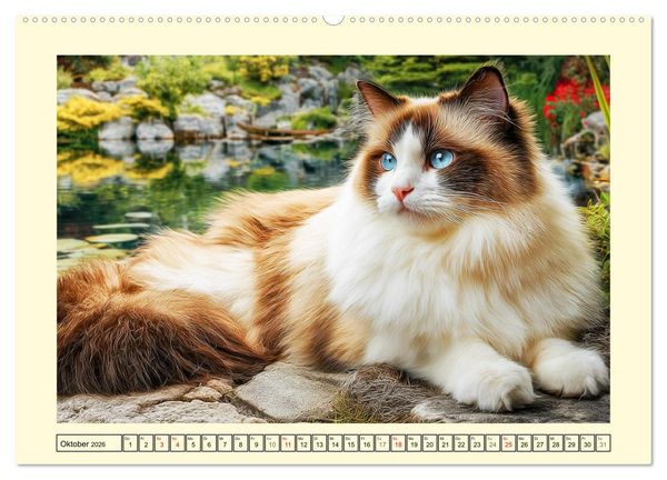 Produktbild: Liebliche Ragdolls. Katzen-Sch&ouml;nheiten in ihrer gr&uuml;nen Oase (hochwertiger Premium Wandkalender 2026 DIN A2 quer), Kunstdruck in Hochglanz