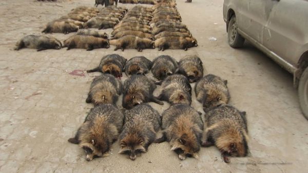 Produktbild: Im Namen der Tiere