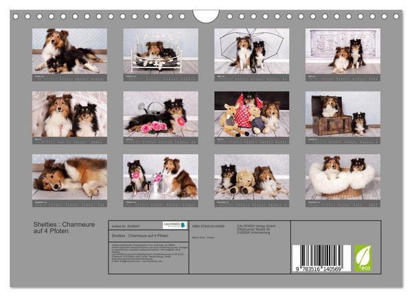Produktbild: Shelties : Charmeure auf 4 Pfoten (Wandkalender 2026 DIN A4 quer), CALVENDO Monatskalender