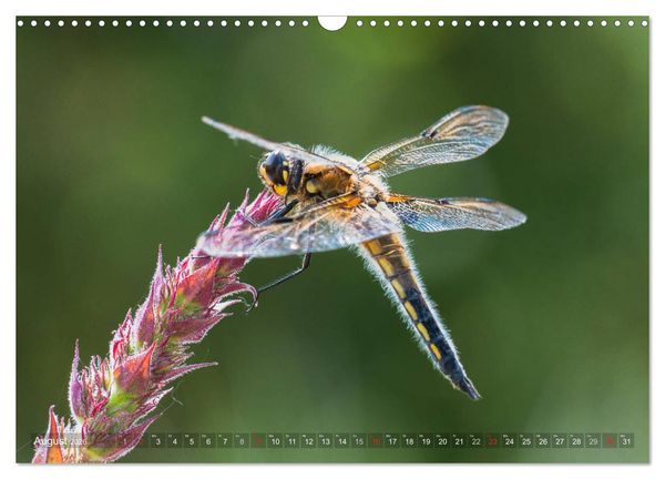 Produktbild: Libellen - Fliegende Edelsteine (Wandkalender 2026 DIN A3 quer), CALVENDO Monatskalender
