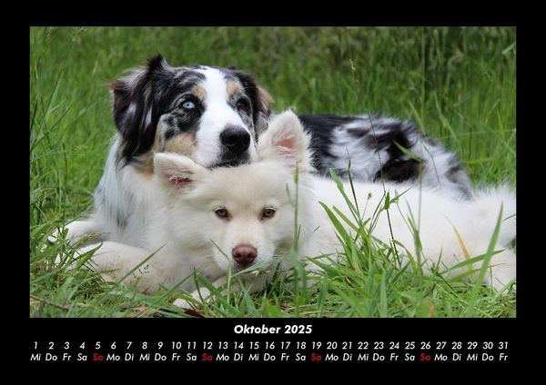 Produktbild: Hunde Kalender 2025 Fotokalender DIN A3