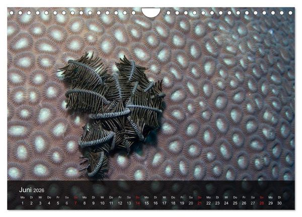 Produktbild: Unterwasser Strukuren (Wandkalender 2026 DIN A4 quer), CALVENDO Monatskalender