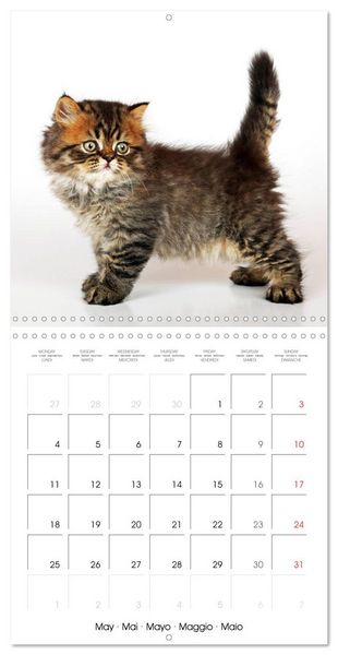 Produktbild: Persian Kittens (Wall Calendar 2026 12 &times; 12 Inch) CALVENDO 12 Month Wall Calendar
